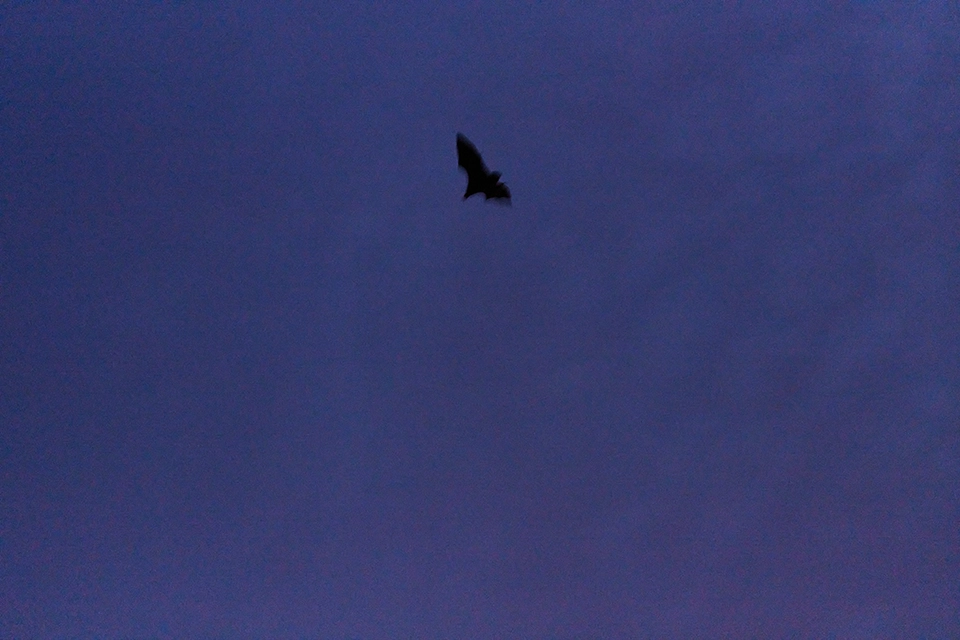 飛び立つオガサワラオオコウモリ